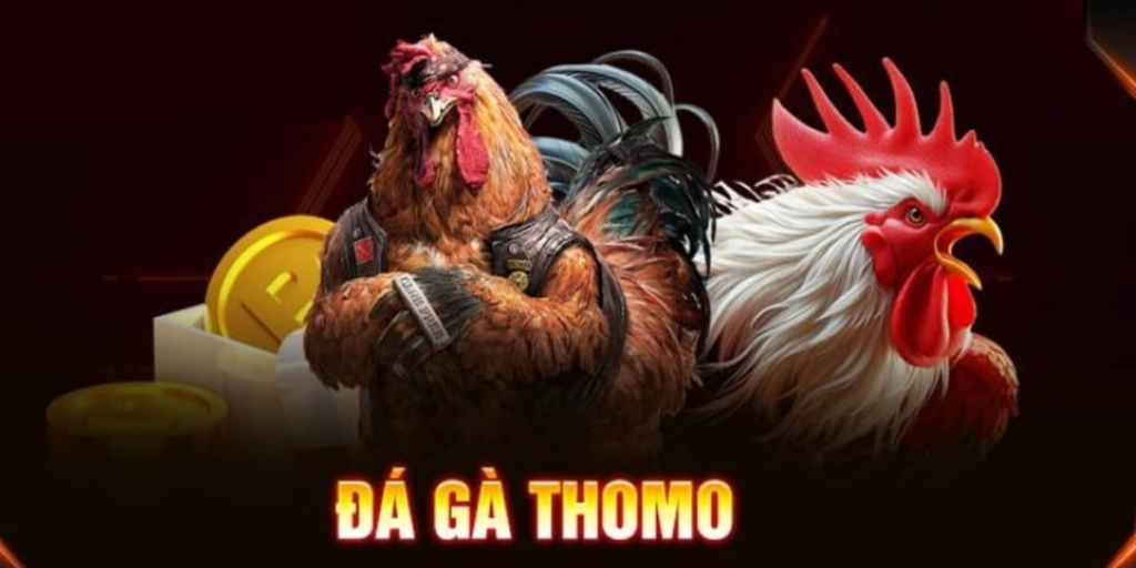 Đá gà thomo 